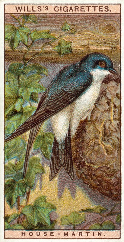 House-Martin tekijältä English School