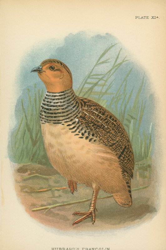 Hubbardin Francolin tekijältä English School