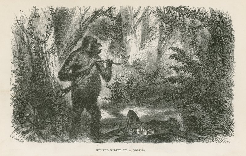Gorilla tappoi metsästäjän tekijältä English School