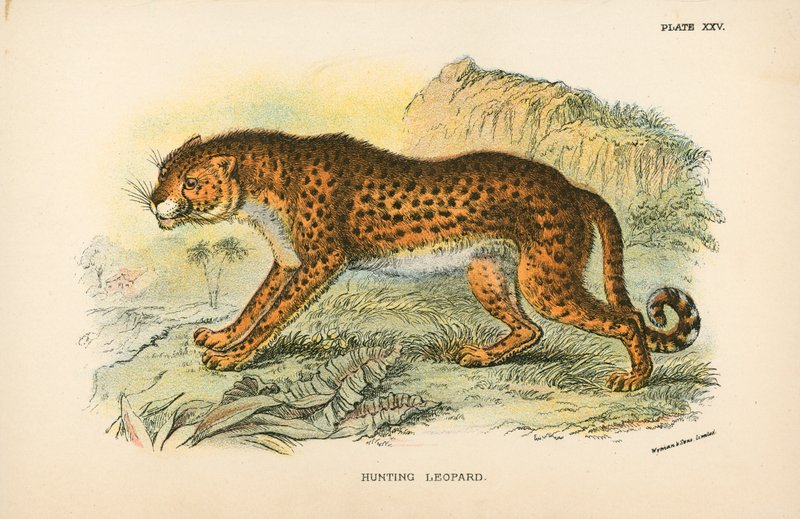Leopardin metsästys tekijältä English School