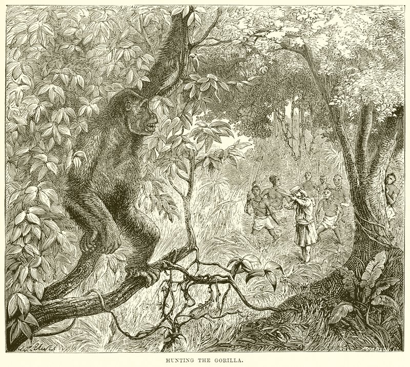 Gorillan metsästys tekijältä English School