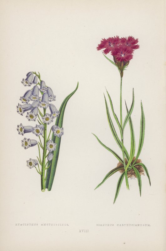 Sininen ametisti; Carthusian Dianthus (väri litho) tekijältä English School