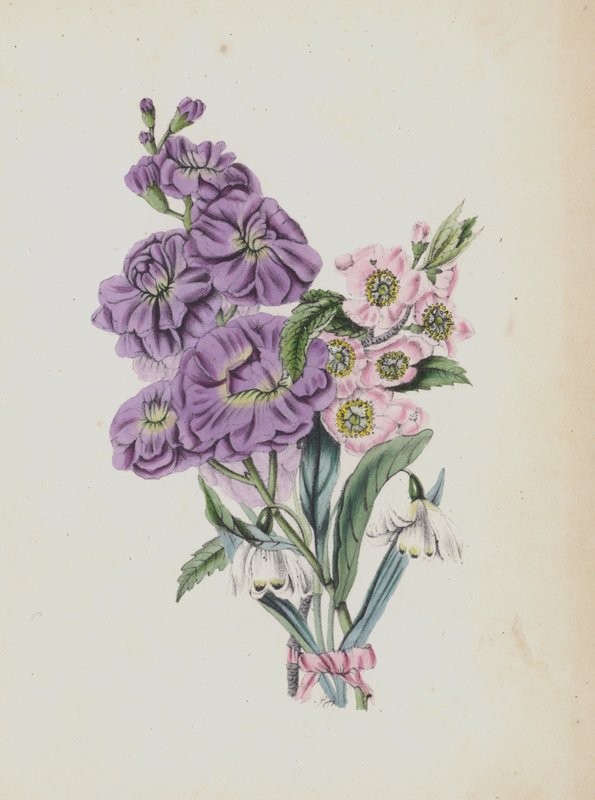 Moss Rose -albumin kuvitus (värilitro) tekijältä English School