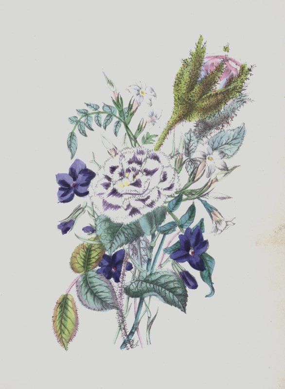 Moss Rose -albumin kuvitus (värilitro) tekijältä English School