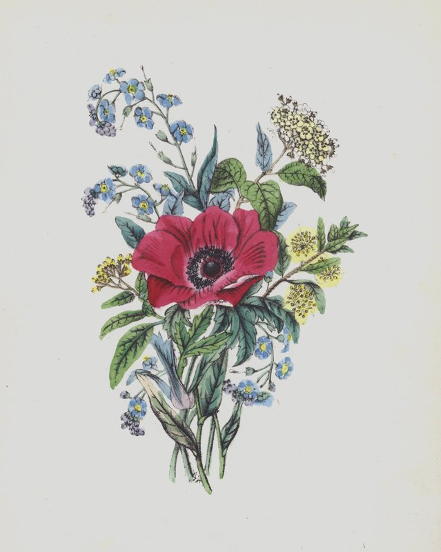 Moss Rose -albumin kuvitus (värilitro) tekijältä English School