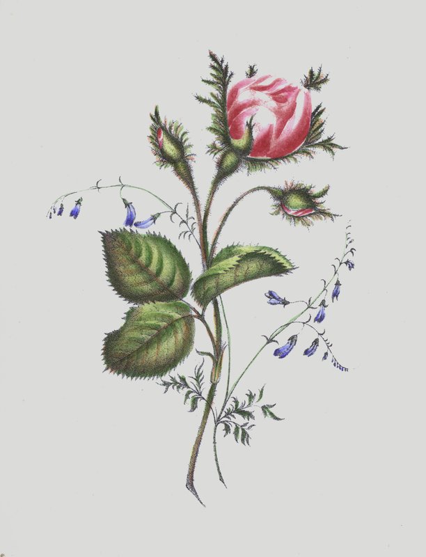 Kuvitus Moss Rose -albumille tekijältä English School