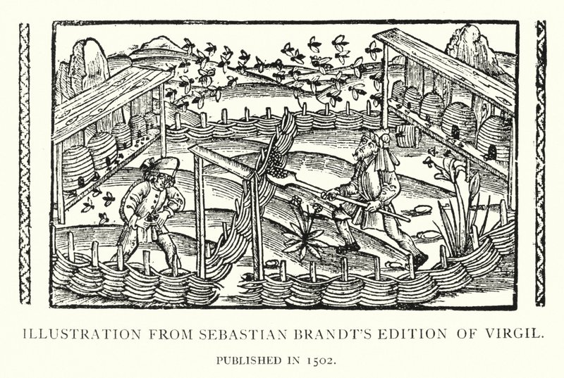 Kuvitus Sebastian Brandtin vuonna 1502 julkaistusta Vergilius-julkaisusta (litho) tekijältä English School