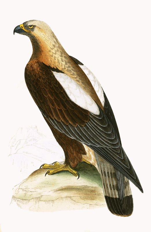 Imperial Eagle, kuvitus Charles Robert Breen (1811-86) teoksesta "A History of the Birds of the Birds of the British Islands" (1811-86), julkaistu 1867 tekijältä English School