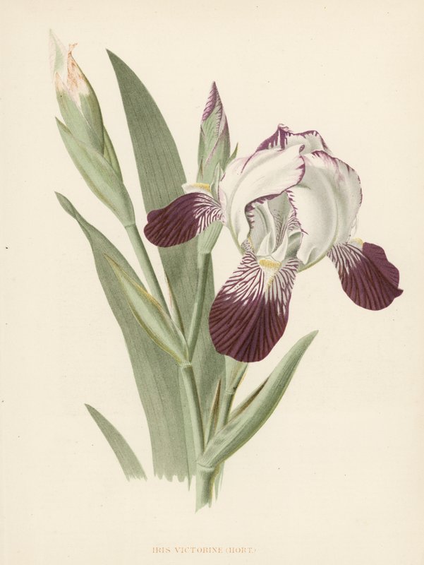 Iris Victorine (väri litho) tekijältä English School