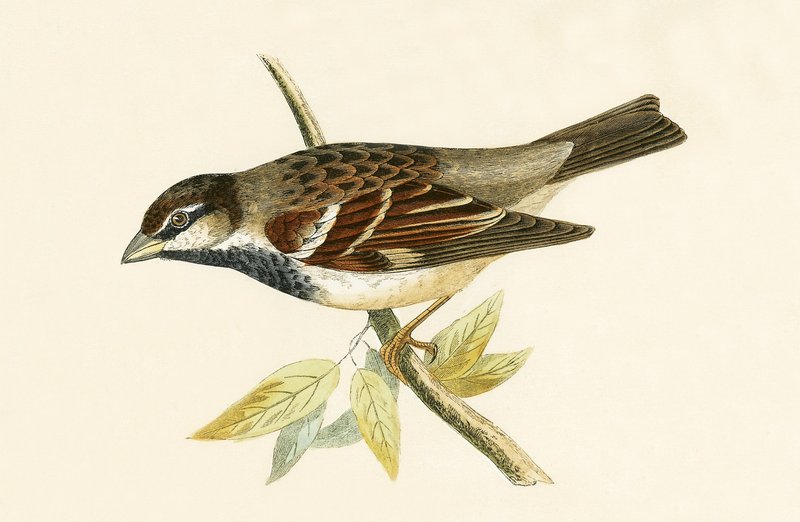 Italian House Sparrow, kuvitus Charles Robert Breen (1811-86) teoksesta "Euroopan lintujen historia, joita ei havaittu Brittein saarilla", julkaistu 1867 tekijältä English School