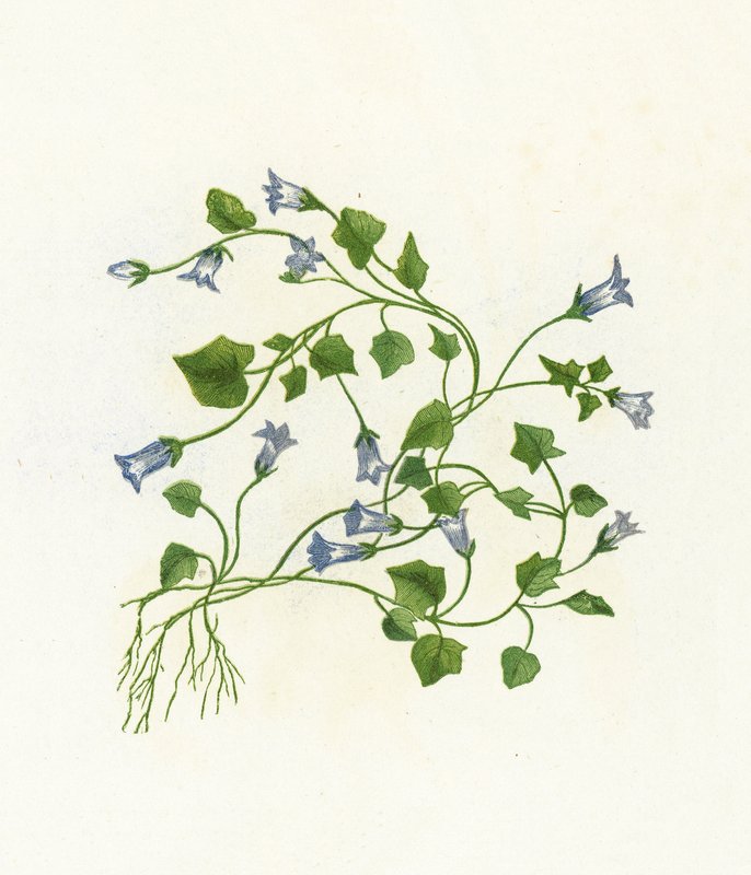 Ivy-lehtinen kellokukka, Campanula Hederacea tekijältä English School