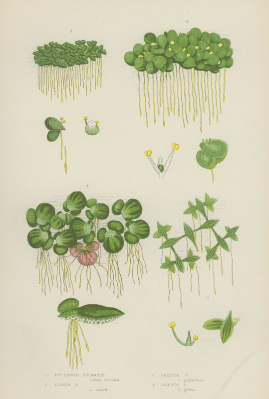 Ivy-Leaved Duckweed, Lesser Duckweed, Iso Duckweed, Gibbous Duckweed (väri litho) tekijältä English School