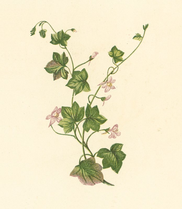 Ivy-Leaved Toadflax, Linaria Cymbalaria (värilitografia) tekijältä English School