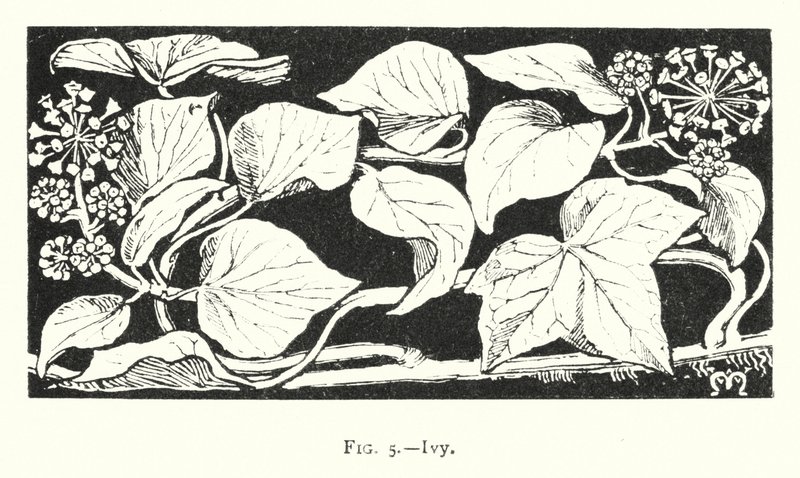 Ivy (kaiverrus) tekijältä English School
