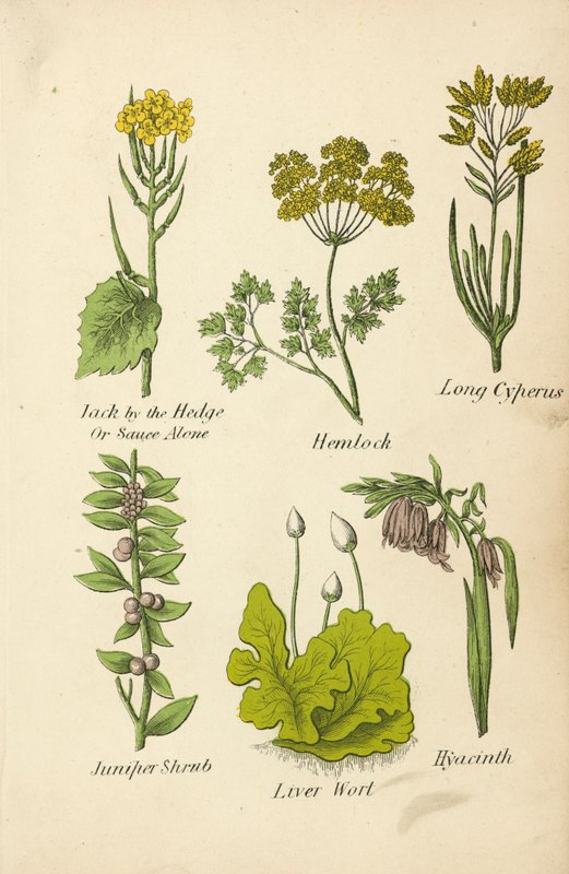 Jack by the Hedge Or Sauce Alone, Hemlock, Long Cyperus, Juniper Shrub, Liver Wort, Hyacinth (värilitro). tekijältä English School