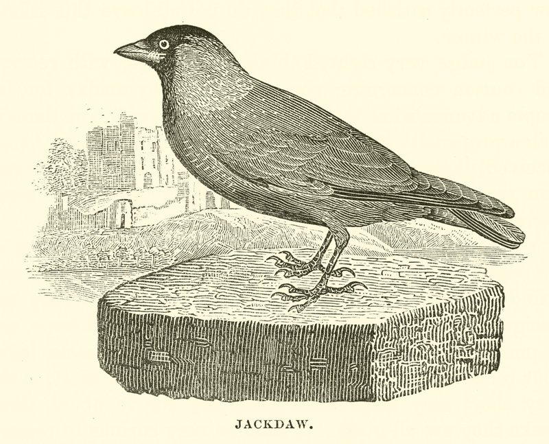 Jackdaw (kaiverrus) tekijältä English School