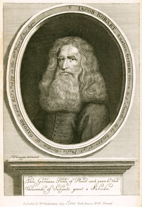 Jacob Bobart tekijältä English School