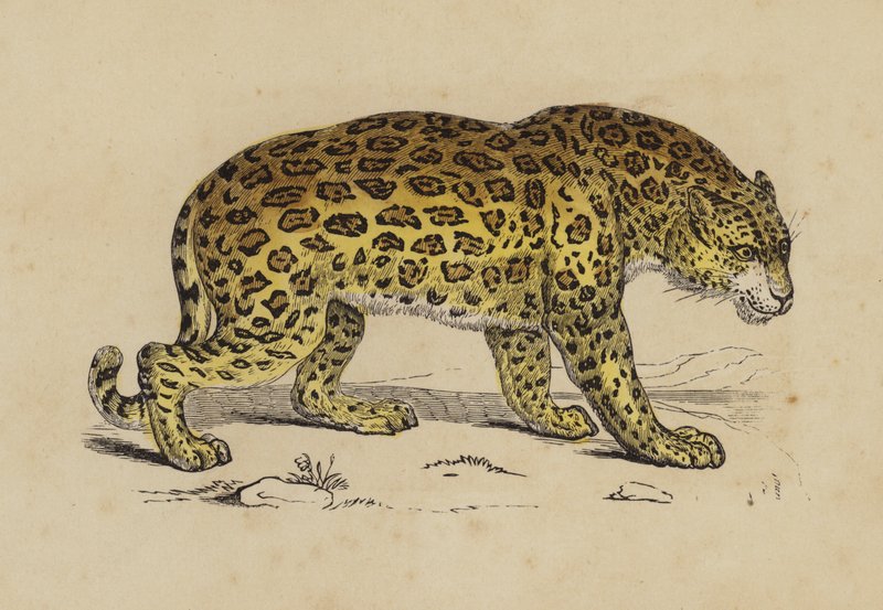 Jaguar (väri litho) tekijältä English School