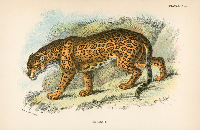 Jaguar tekijältä English School