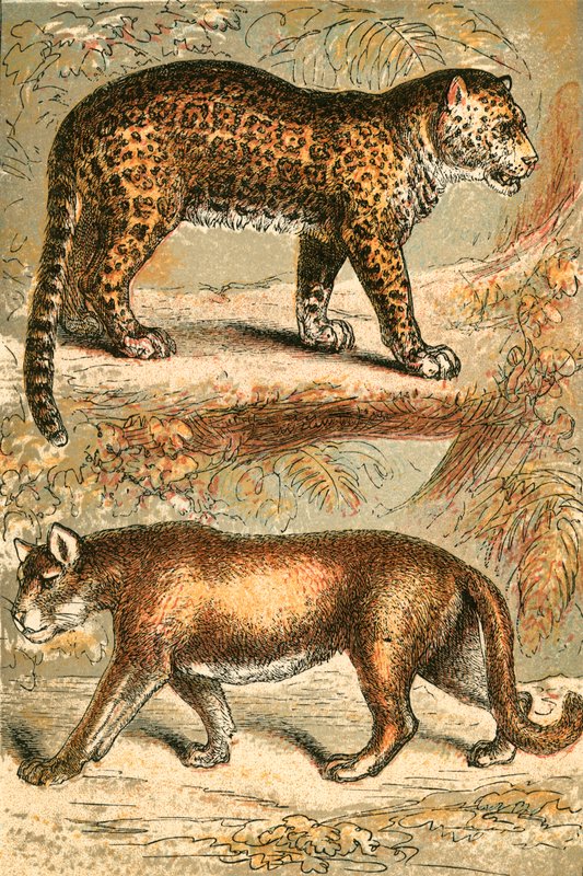 Jaguar ja Puma tekijältä English School