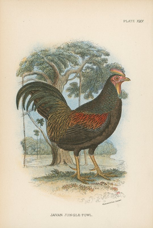 Jaavan Jungle-Fowl tekijältä English School