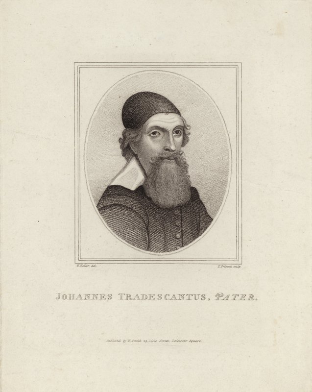 Johannes Tradescantus Pater tekijältä English School