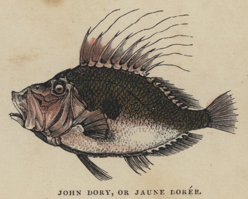 John Dory tai Jaune Doree (värillinen kaiverrus) tekijältä English School