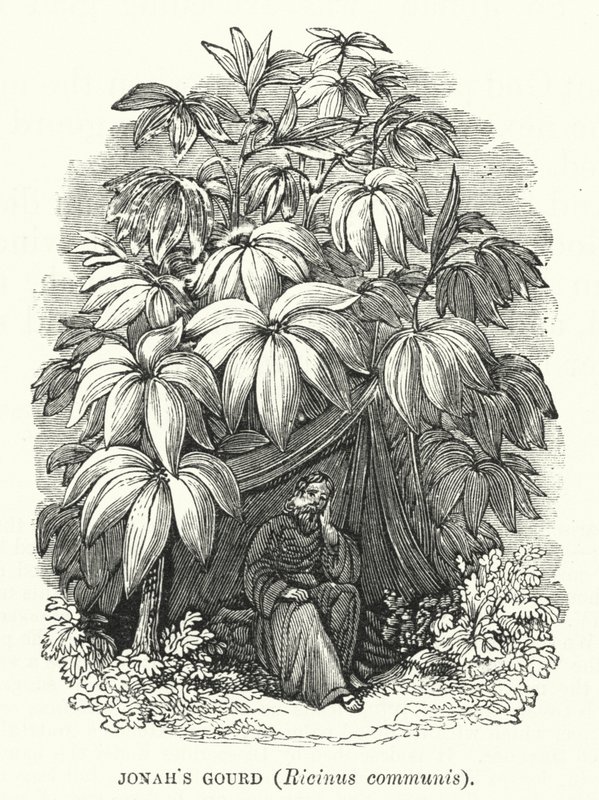 Joonan kurkku, Ricinus communis (kaiverrus) (kaiverrus) tekijältä English School