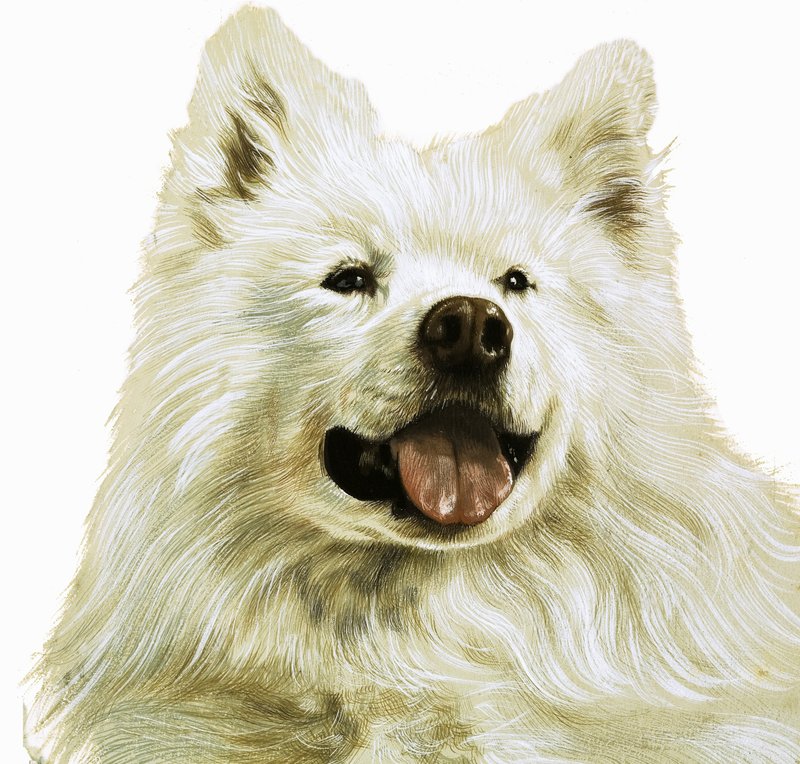 Keeshond tekijältä English School