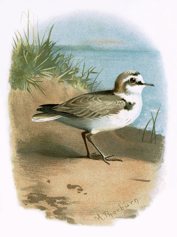 Kentish Plover tekijältä English School