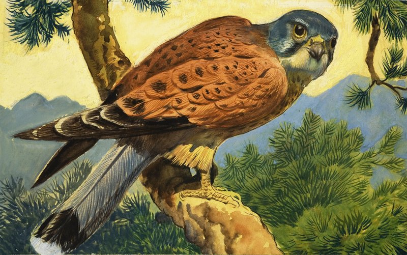 Kestrel tekijältä English School