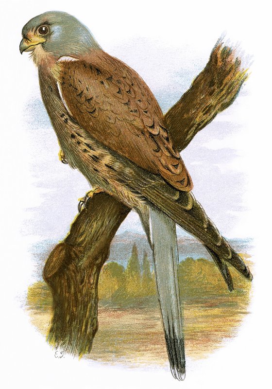 Kestrel tekijältä English School