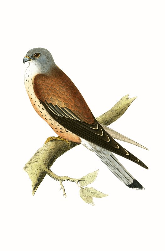 Kestrel, kuvitus Charles Robert Breen (1811-86) teoksesta "A History of the Birds of the Birds of the British Isles", julkaistu 1867 tekijältä English School