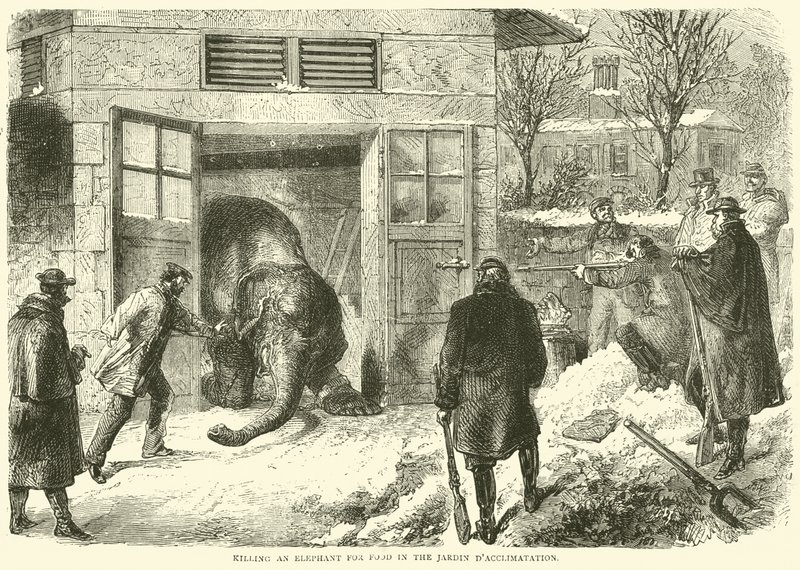 Elefantin tappaminen ruoaksi Jardin dAcclimatationissa, marraskuu 1870 tekijältä English School
