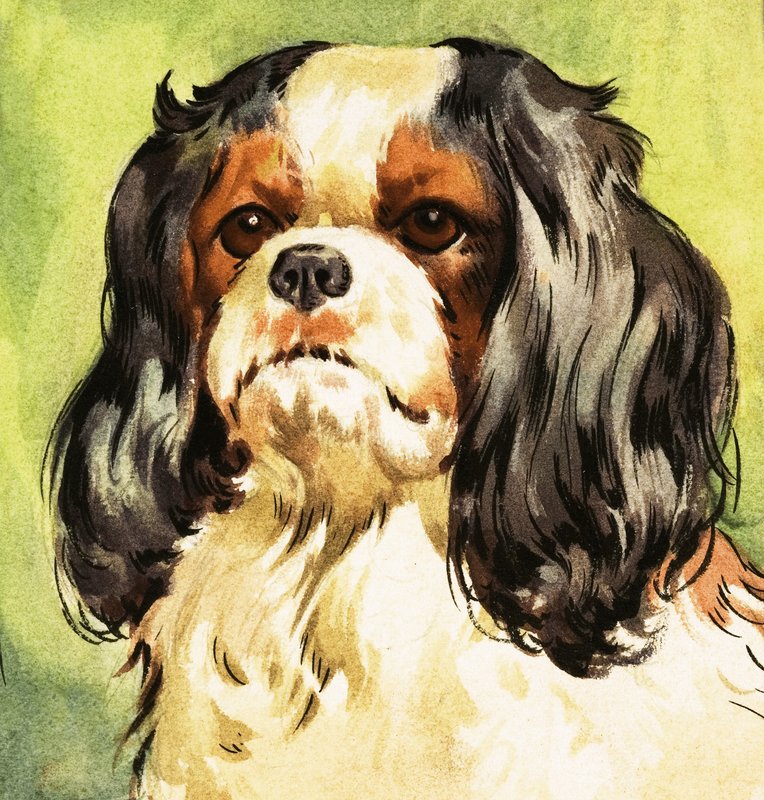 King Charles Spaniel tekijältä English School