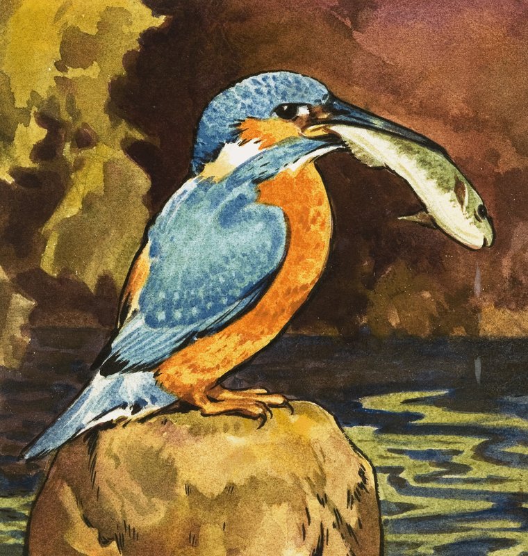 Kingfisher kalan kanssa tekijältä English School