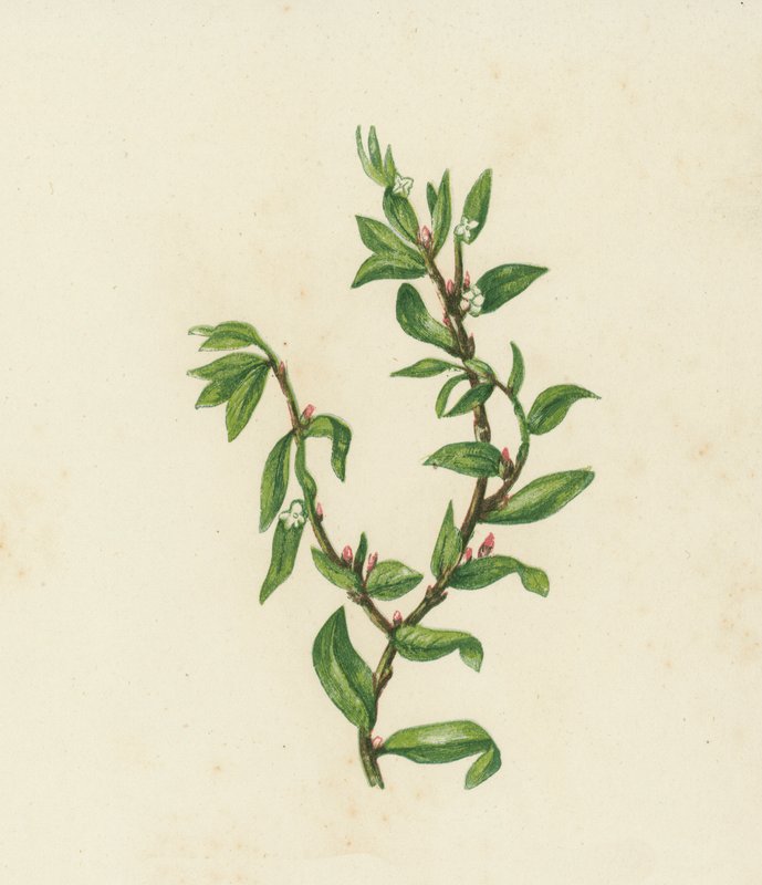 Solmunurmikka, Polygonum Aviculare (värilitho) tekijältä English School