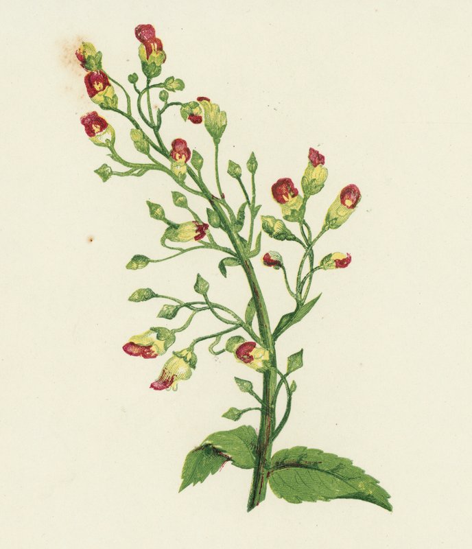 Solmittu viikunapihlaja, Scrophularia Nodosa (värilitho) tekijältä English School