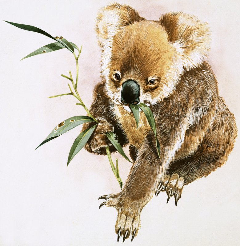 Koala tekijältä English School