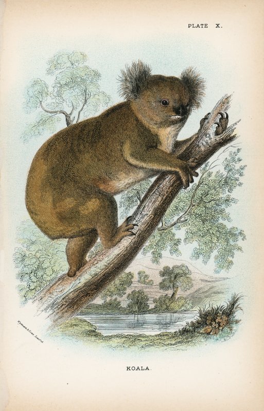 Koala tekijältä English School