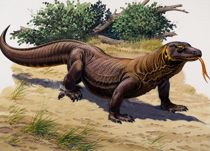 Komodon lohikäärme (guassi paperille) tekijältä English School