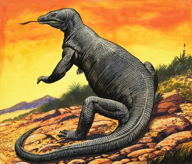 Komodon lohikäärme tekijältä English School