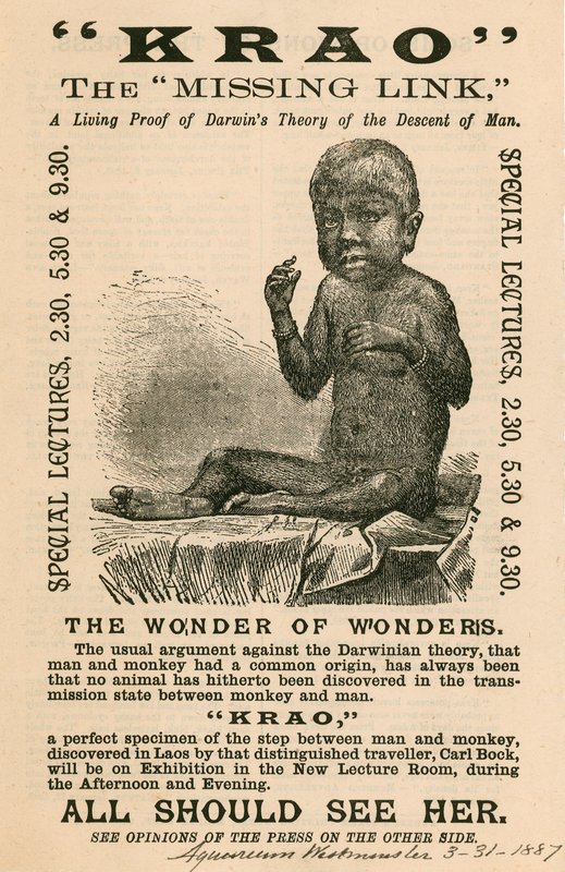 Krao, The Missing Link, esillä Aquariumissa, Westminster, Lontoo, vuonna 1887 tekijältä English School