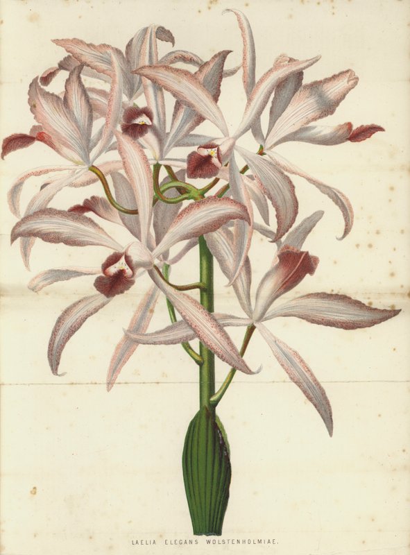 Laelia Elegans Wolstenholmiae tekijältä English School