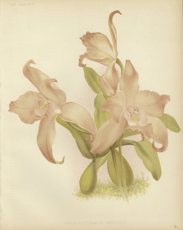 Laelia autumnalis tekijältä English School