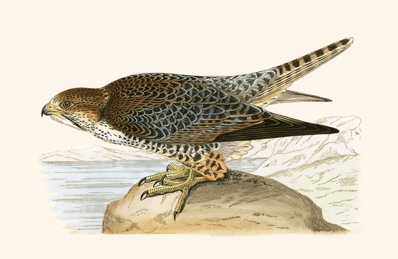 Lanner Falcon, kuvitus Charles Robert Breen (1811-86) teoksesta "Euroopan lintujen historia, joita ei havaittu Brittein saarilla", julkaistu 1867 tekijältä English School