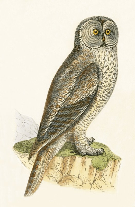 Lapipöllö, kuvitus Charles Robert Breen (1811-86) julkaisusta "A History of the Birds of the Birds of the British Islands", julkaistu 1867 tekijältä English School