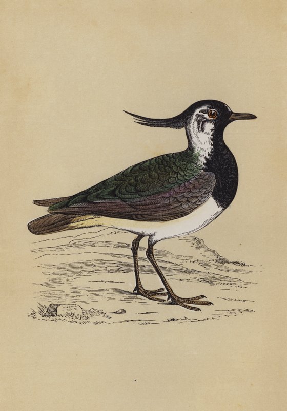Lapwing (värijäsenet) tekijältä English School