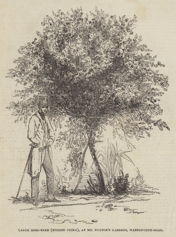 Large Rose-Tree (hybridi Kiina), Mr Buxton