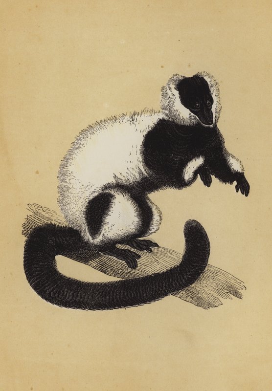 Lemur (värilitografia) tekijältä English School